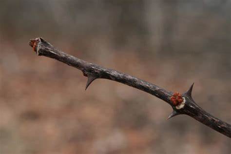 <p>red wooly buds, in-between spines, stipule spines along twig</p>