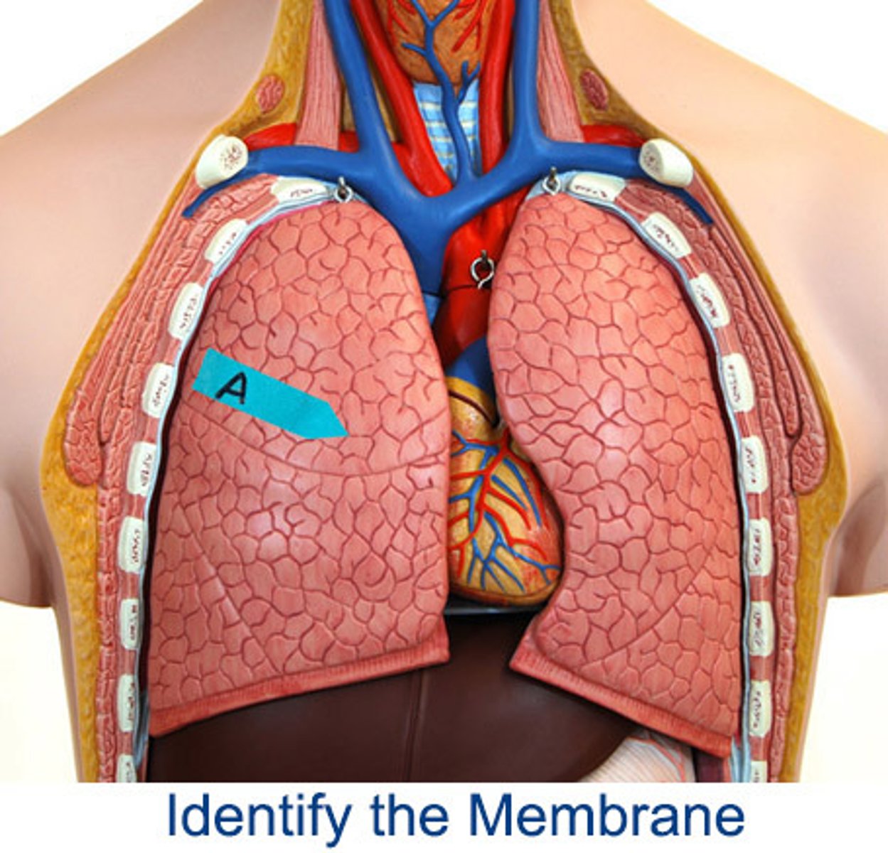 <p>Identify the membrane that covers this organ (be specific)</p>