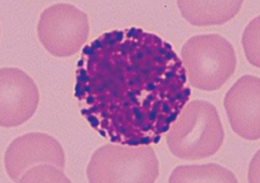 <p>Name the cell</p>