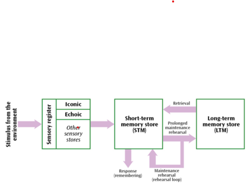 <p>Made the multi-store model.</p><p>Describes how information flows through the memory system</p><p>Suggests memory is made of 3 stores (boxes) linked by processing (arrows)</p>