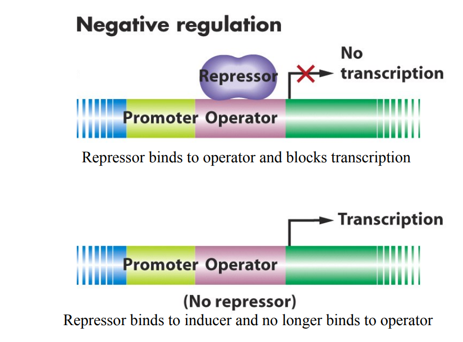 <p>Requires a promotor sequence (promotor sequences determine where RNA polymerase starts transcription</p><ul><li><p>e.g. TTGACA-17bp-TATAAT (most common and likely one of the strongest promotors)</p></li><li><p>promotor upstream of gene helps determine how efficiently RNA polymerase binds there and how much gene product is made</p></li></ul><p></p><p>RNA polymerase is recruited to the promoter by the sigma factor (sigma factor recognizes and binds to promotor, then it recruits RNA polymerase and binds to both sigma factor and DNA)</p><ul><li><p>different types of sigma factor (but only one RNA polymerase)</p></li><li><p>depending on the exact nucleotide sequence of promoter, different promoters bind different sigma factors.</p></li><li><p>e.g. sigma factor 32 binds to genes induced by heat shock. When temp rises, levels of sigma factor 32 rapidly rise and promoters of all genes encoding heat shock response process will be bound to sigma factor 32 and they will all get transcribed. Because there is limited amount of RNA polymerase molecules in the cell, its use for high temp conditions will be biased towards heat shock proteins.</p></li></ul><div data-type="horizontalRule"><hr></div><p>Negative regulation: Repressor</p><ul><li><p>carried out by a repressor protein</p></li><li><p>transcription is stopped or reduced when repressor protein is bound (turns promotor OFF)</p></li><li><p>when genes need to be turned on, negative regulator must be inactivated</p></li></ul><p></p><p>Positive regulation: Activator</p><ul><li><p>is required before the gene is efficiently transcribed</p></li><li><p>activator is required to bind to the DNA to help RNA polymerase bind (to turn the promoter on)</p></li></ul><p></p><p></p>