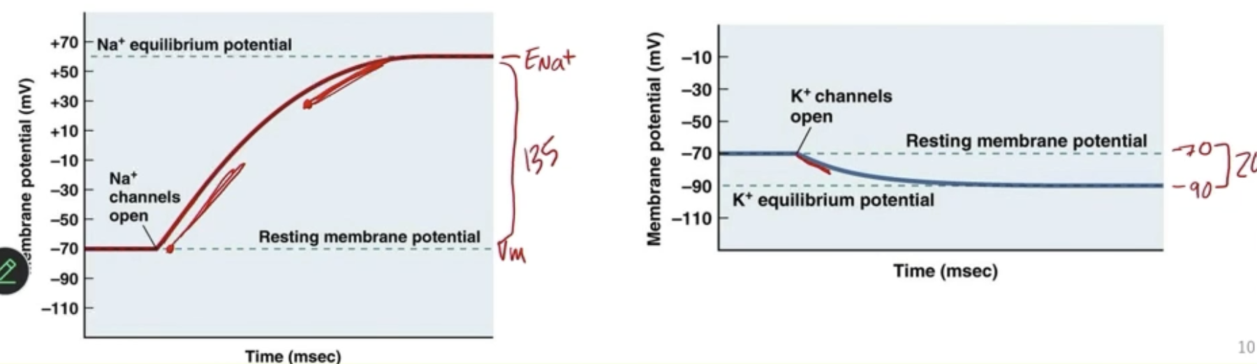 <ul><li><p>Difference between Vm and Eq of an ion</p></li><li><p>Determines the rate of ion flow</p></li><li><p>Bigger driving force = faster rate</p><ul><li><p>Not constant, depends on current Vm</p><ul><li><p>Big DF = sharper slope</p></li><li><p>Little DF = flatter slope</p></li></ul></li></ul></li></ul><p></p>