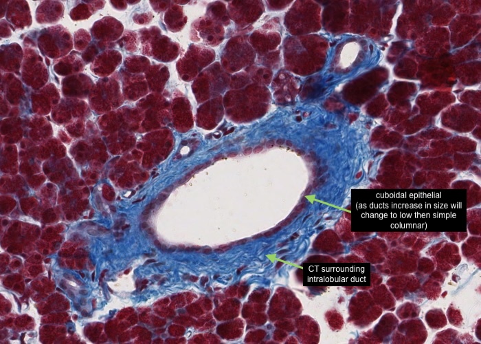 Pancreas - intralobular duct (Trichome stain)