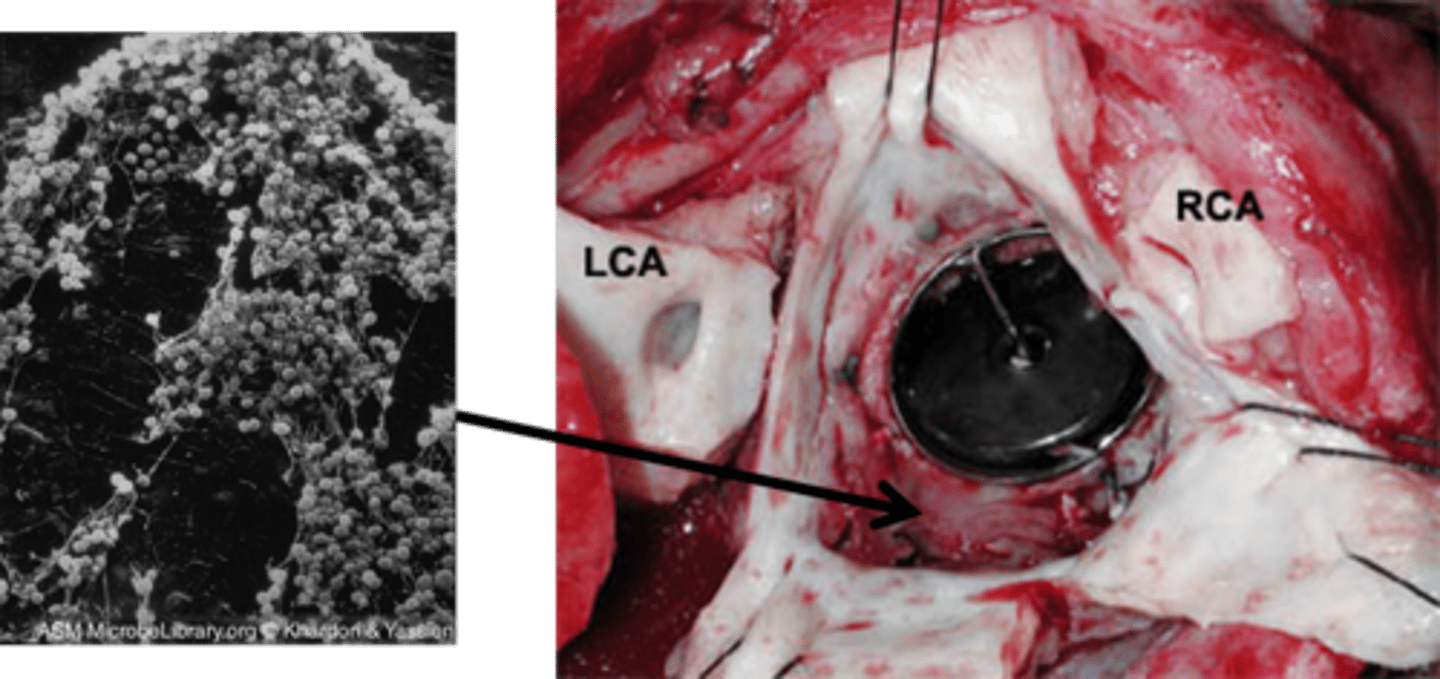 <p>Newly identified conditions that are being reported in higher numbers.</p>