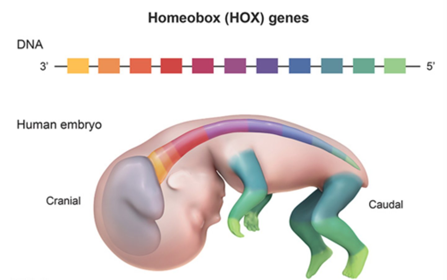 <p>series of genes that controls the organs and tissues that develop in various parts of an embryo; patterning the body axis</p>