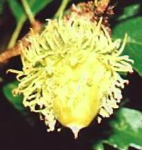 <p><span><strong>Číška cípatá</strong></span></p>