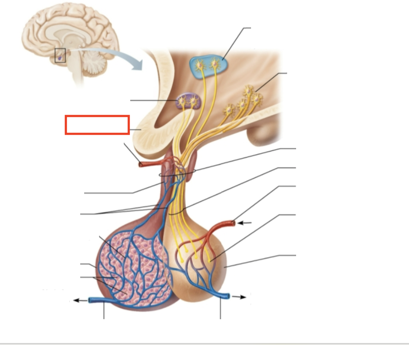 <p>What structure is highlighted?</p>