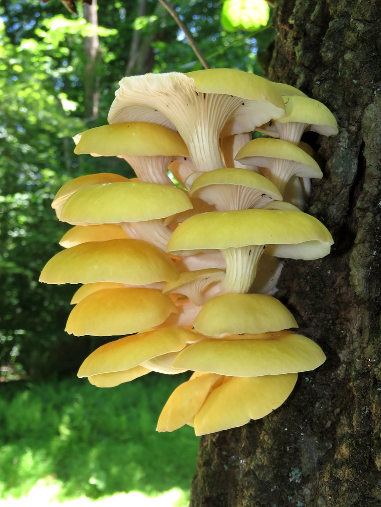 <p>What fungus is this? (Scientific name)</p>