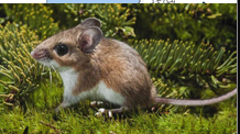 <p>shorter tail and hindfoot; white underside; most abundant in KS</p>