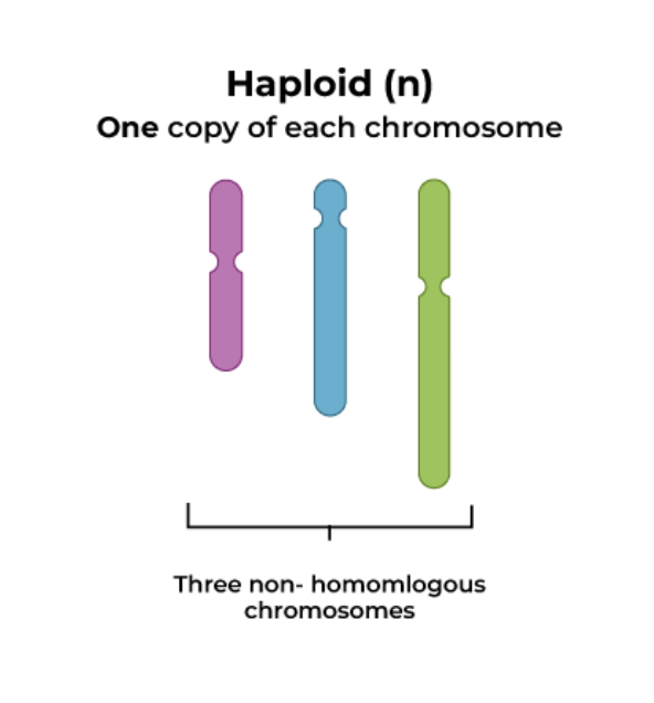 <p>number of unique chromosomes = n</p>