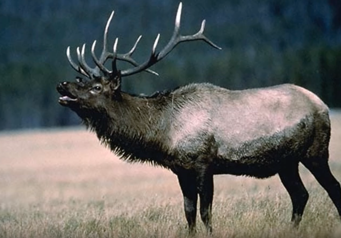 American elk
