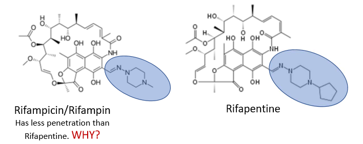 <ul><li><p>rifampicin/rifampin has less alkyl/carbon groups</p><ul><li><p>less lipophilicity</p></li></ul></li></ul><p></p>