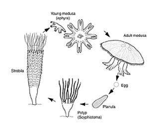 <p>1.) Cnidaria </p><p>2.) Scyphozoa</p><p>3.)  Juvenile stage is poly, adult stage is medusa</p><p>4.) “true jellies”, “cup” shaped animals</p>