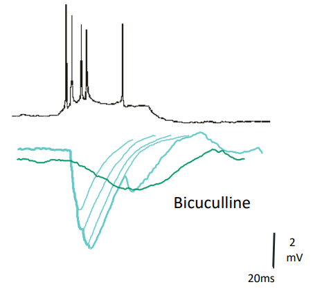 <ul><li><p class="">Presynaptic GABAergic neurone fires APs → causes IPSPs in postsynaptic neurone</p></li><li><p class="">IPSPs = small transient hyperpolarisations</p></li><li><p class="">Bicuculline (GABA<sub>A </sub>antagonist) blocks fast IPSPs</p></li><li><p class="">Blocking GABA<sub>A </sub>reveals slower GABA<sub>B</sub>-mediated inhibition</p></li></ul><p></p>