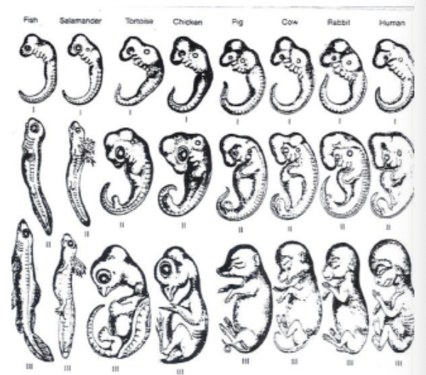 <p>comparison of early stages of animal development reveals many anatomical homologies in embryos that are not visible in adult organisms</p><p></p><p>ex. All vertebrate embryos have a post-anal tail and pharyngeal pouches</p>