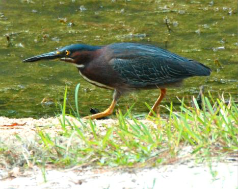 <p>Identify the species shown:&nbsp;</p>