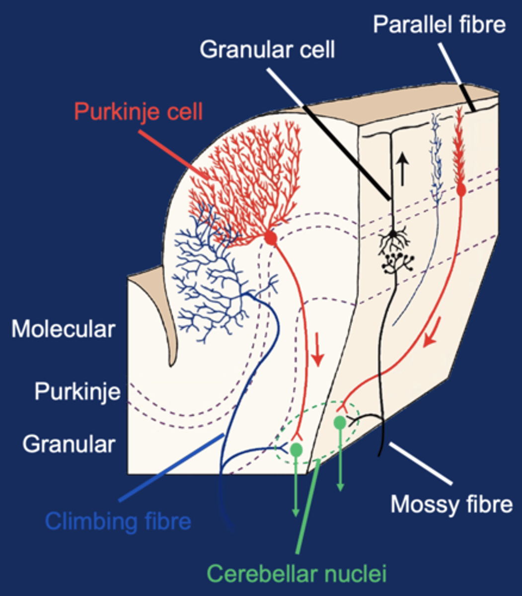 <p>Climbing fibers and mossy fibers</p>