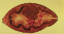 <ul><li><p>Also known as <strong>Flukes, </strong>they are parasitic, monozoic or have unsegmented body.</p></li><li><p>Long &amp; Narrow bodies (e.g. Schistosoma)</p></li><li><p>Thickly fleshed (e.g. stomach flukes)</p></li><li><p>Leaf-like<strong> (e.g. fasciola)</strong></p></li><li><p>They have NO alimentary tract and rely on their <strong>tegument </strong>(outer covering that absorbs nutrients) uses pincoytosis and diffusion.</p></li></ul>