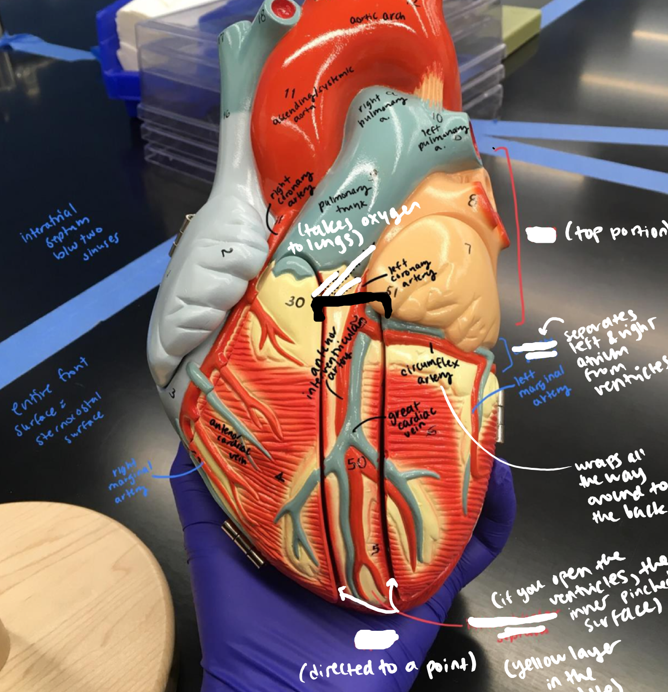 <p>On the front of the heart, the section encapsulating the 2 wires</p>