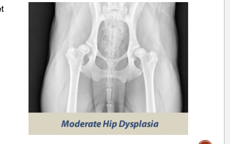 <p>OFA moderate dysplasia</p>