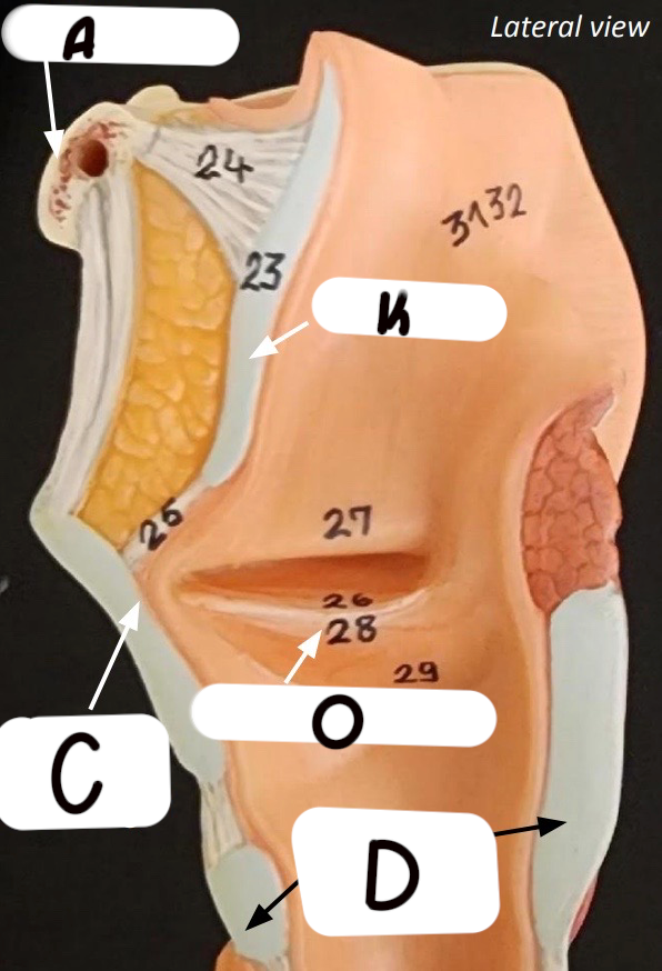 C