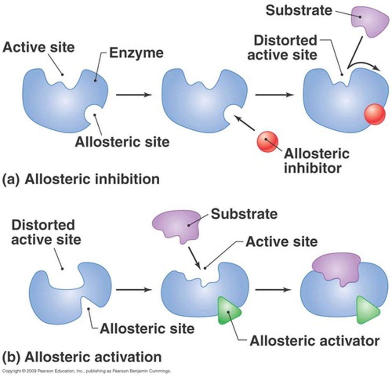 <p>- binding of an allosteric activator would trigger a conformational change in protein where the active site is accessible to substrate</p><p>- binding of an allosteric inhibitor would bind and change the conformation fo the protein such that the active site is now inaccessible to the substrate</p>