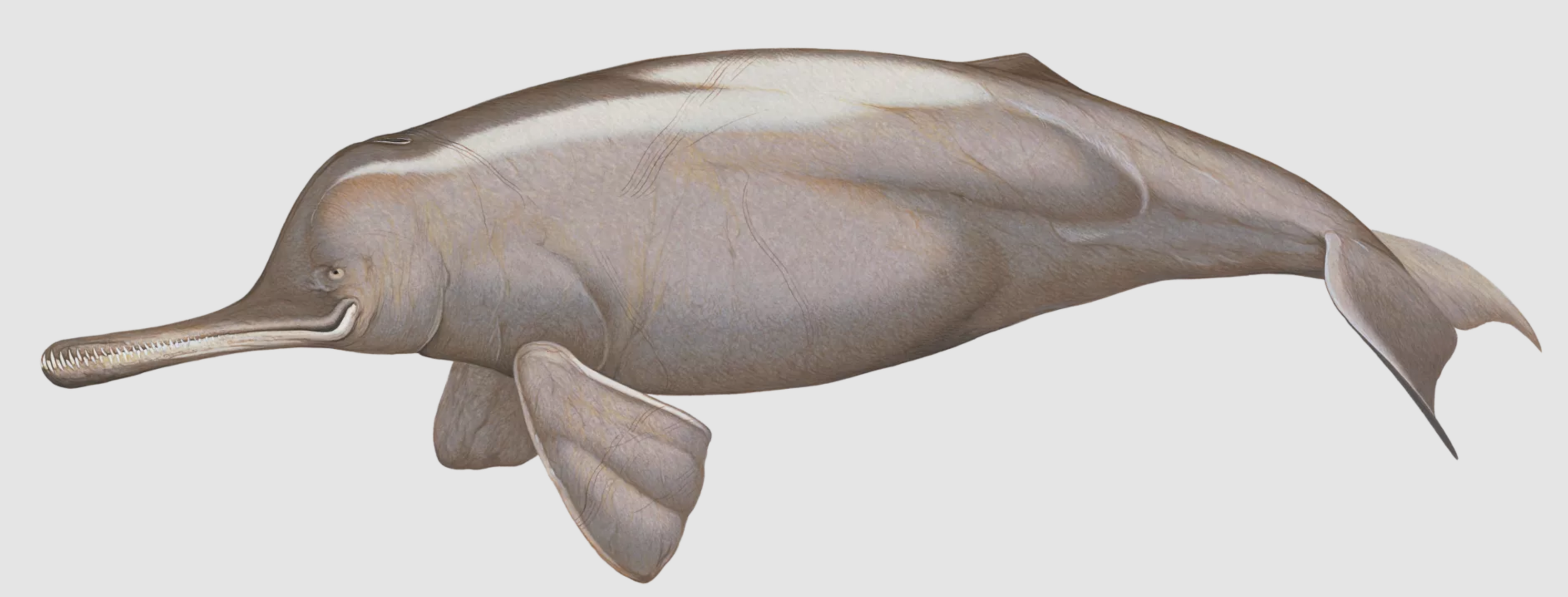 What’s scientific name of the Ganges River Dolphin?