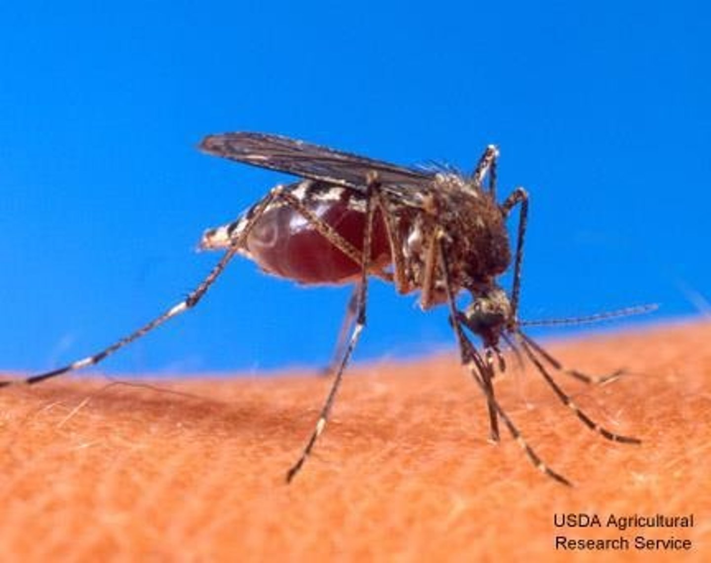 <p>Diseases transmitted by vectors like mosquitoes.</p>