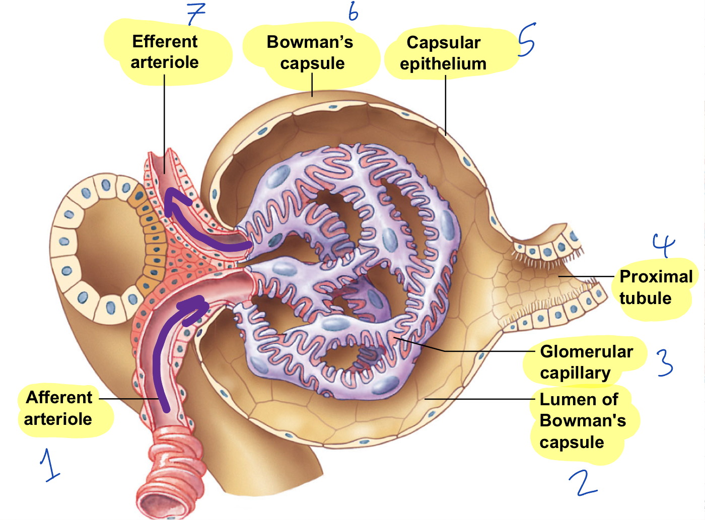 <p>what is this magnified cross section of?</p>