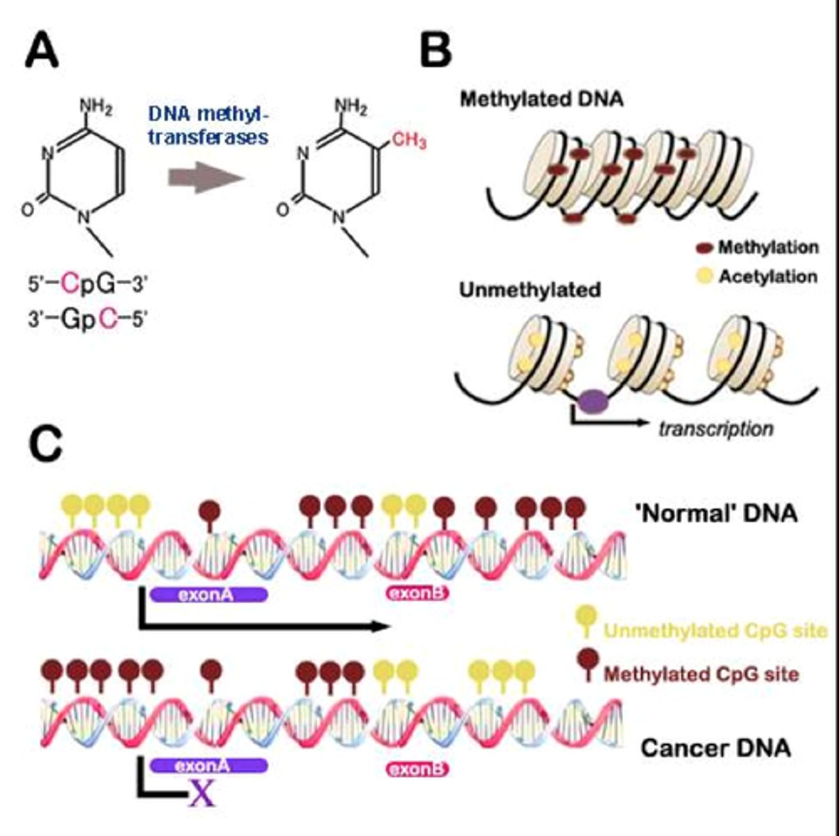 <p>Addition of a methyl group (CH3) to the DNA strand resulting in a change in gene expression</p>