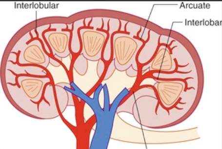 <p>Blood vessels running between the kidney's pyramids.</p>