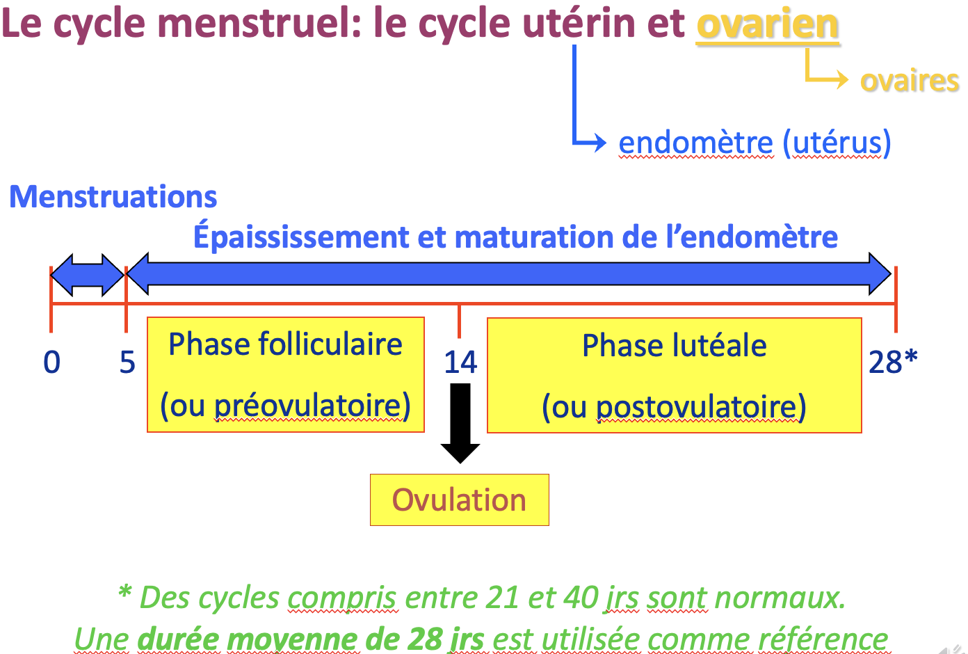 <p>*Précisions sur le cycle ovarien:</p><ol><li><p>phase menstruelle (menstruations)</p></li><li><p>phase folliculaire (préovulatoire)</p></li><li><p>ovulation</p></li><li><p>phase lutéale (postovulatoire)</p></li></ol>