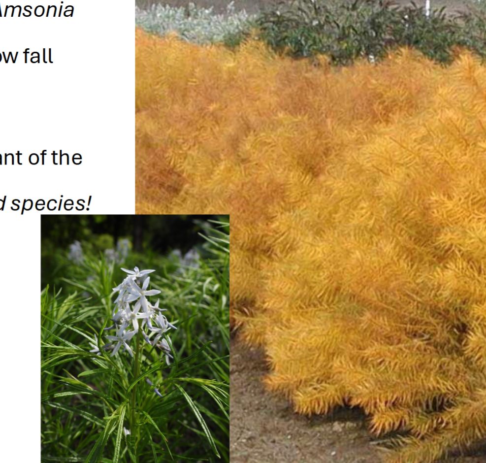 <p>Foliage plant</p><p>Yellow fall color</p>