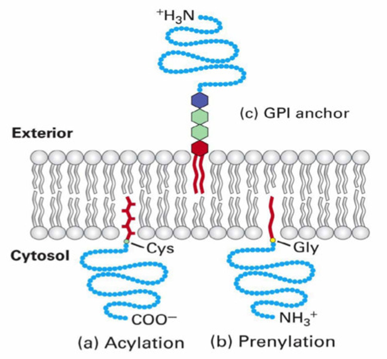 <p>adding lipid to membrane-bound proteins/enzymes</p>