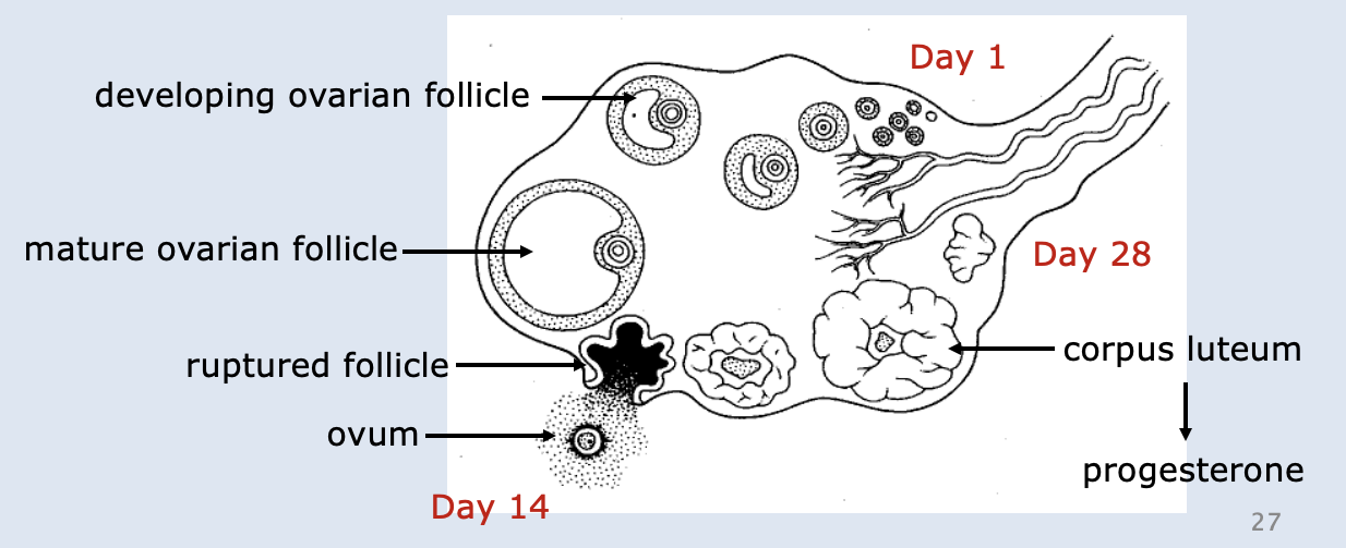 <p>Day 14: ruptures out of ovary - pain</p><p>Corpus Luteum left after ovum released = produces progesterone and then degenerates (if prego, continues to produce progesterone until placenta takes over production of progesterone)</p>