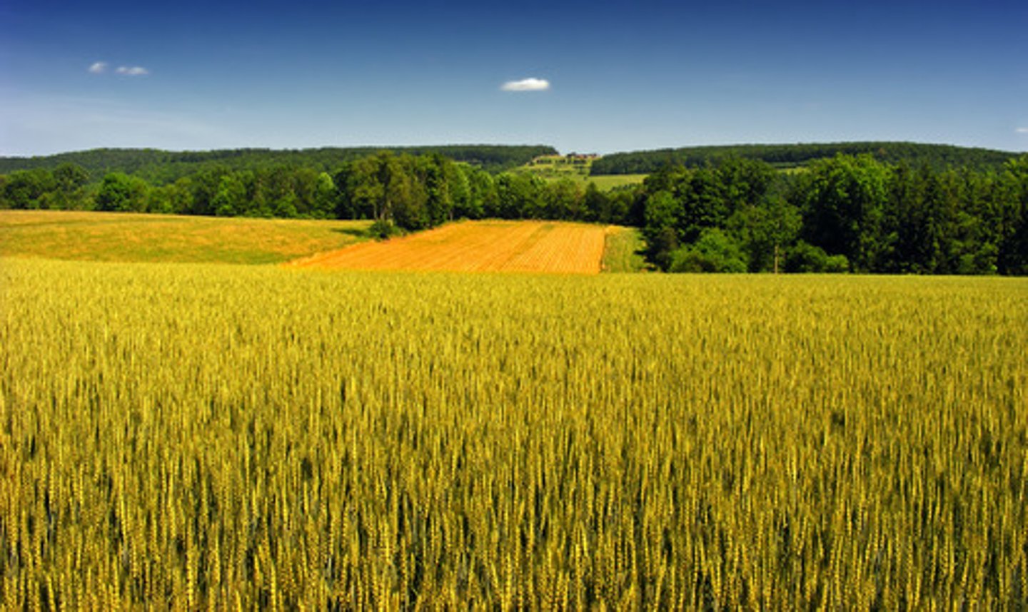 <p>a wheat crop that is planted in the spring and harvested in late summer</p>