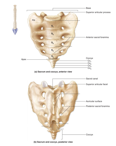 <p>-formed by 4 fused vertebrae *(occurs around age 25)</p><p>-attachment site for several ligaments</p>