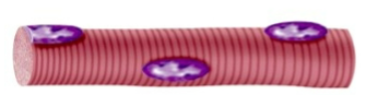<p>What is the shape of Skeletal Muscle Cells </p>