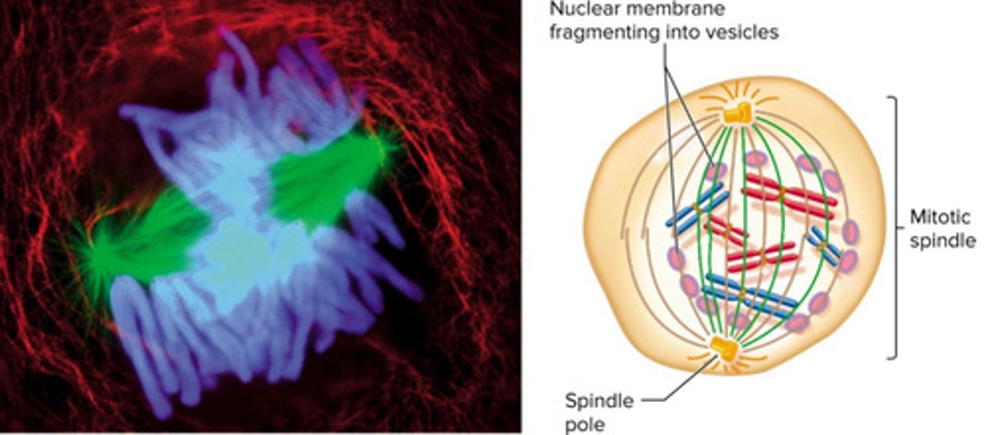 <p>sister chromatids become attached to the kinetochore (strandy part of the spindle), which are attached to the centrsome, part where nuclear envelope breaks</p>