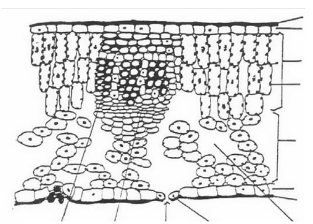 Indentify the parts
