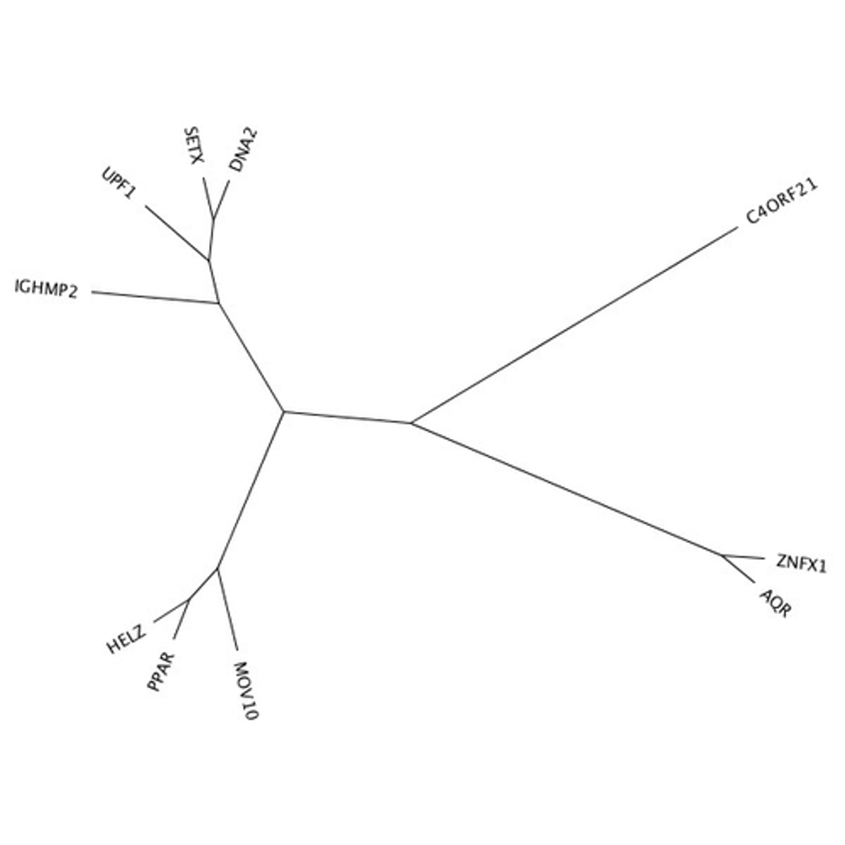 <p>tree that lacks root node; helpful because there are less unrooted trees than rooted ones statistically; does not entirely specify evolutionary relationships, but adds constraints</p>