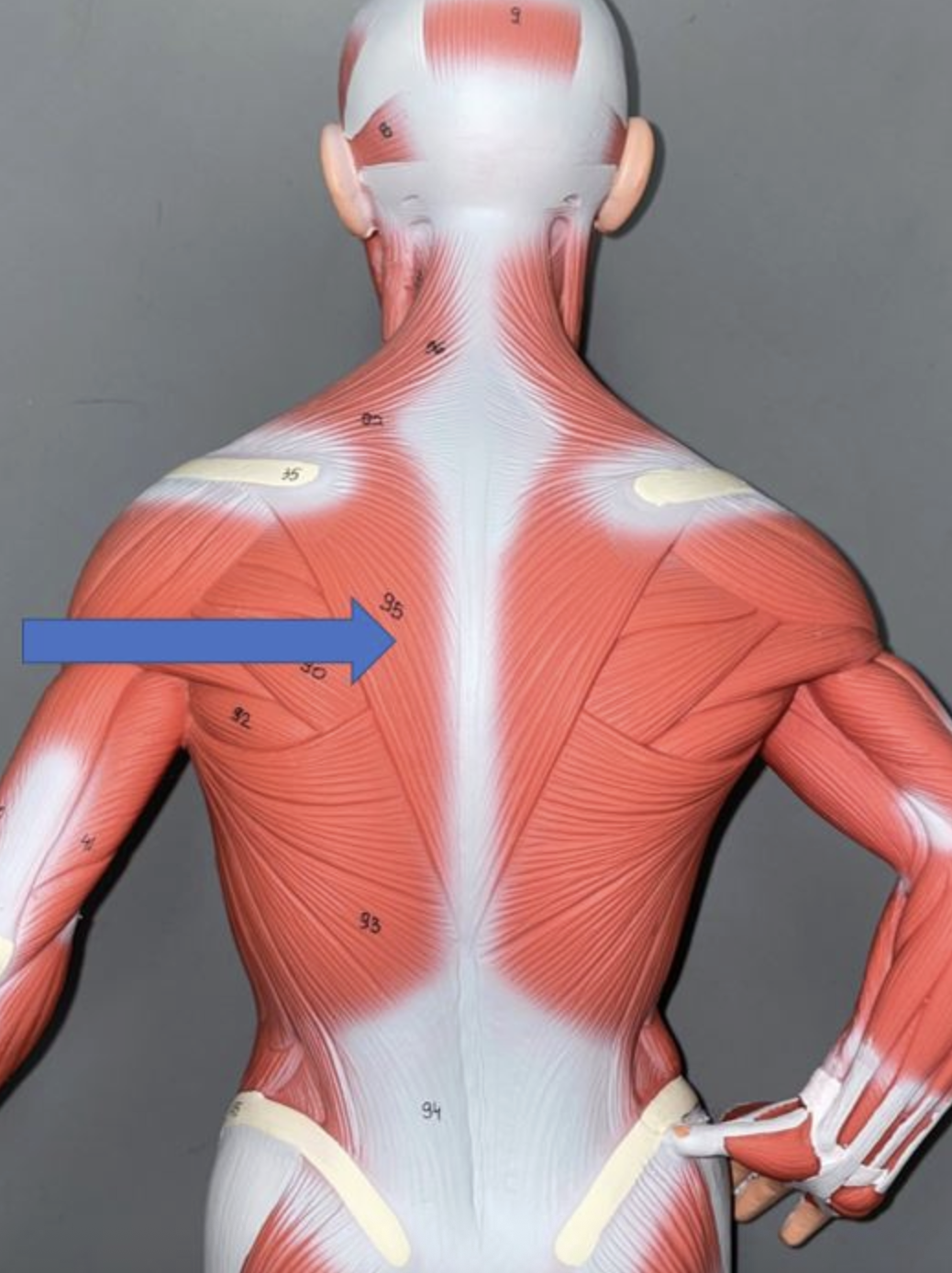 <p>muscle name & action</p>