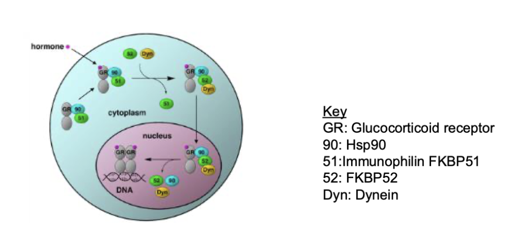 <ol><li><p>Hsp90 binds the Glucocorticoid receptor (GR) in the cytoplasm and keeps it in an inactive but stable state.</p></li><li><p>GR signalling only occurs when chaperone exchange/remodelling permits receptor activation.</p></li><li><p>When a glucocorticoid hormone binds GR, the chaperone complex is rearranged/displaced.</p></li><li><p>The GR complex is transported to the nucleus by the dynein motor system.</p></li><li><p>In the nucleus, the chaperone complex must disassemble so GR can function as a transcription factor (TF).</p></li><li><p>Activated GR then binds DNA and regulates gene transcription.</p></li></ol><p></p>