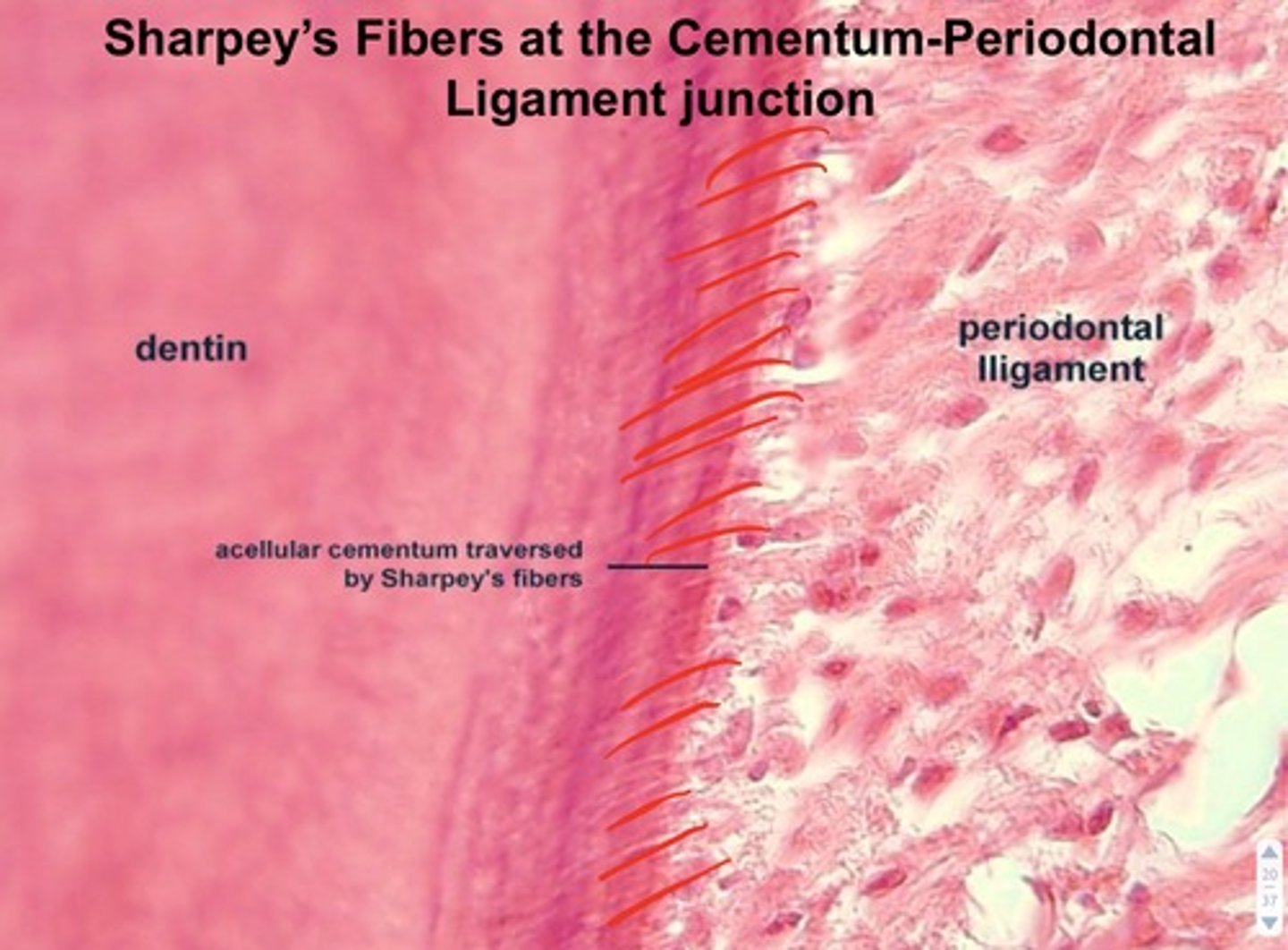 <p>terminal collagen fibres from the periodontal ligament that attaches the PDl to the cementum.</p>