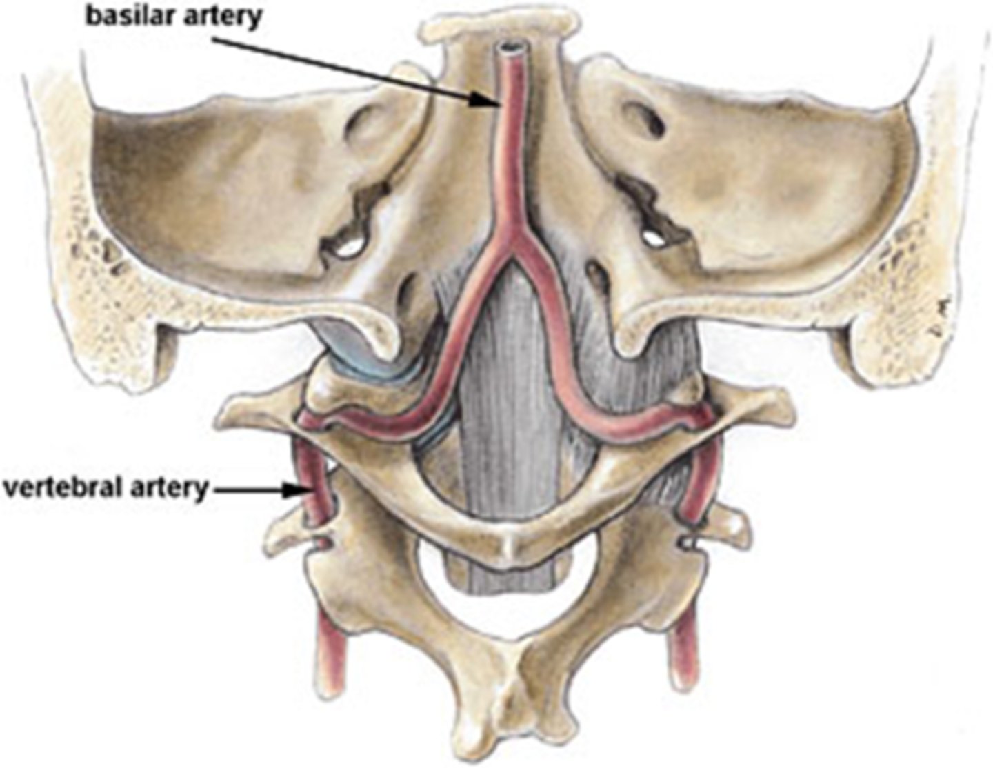 <p>What are some symptoms of <strong>vertebral-basilar insufficiency</strong>?</p>