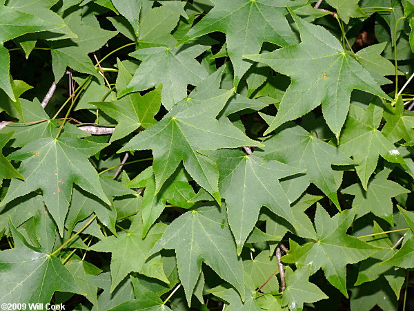 <p>Common Name</p>