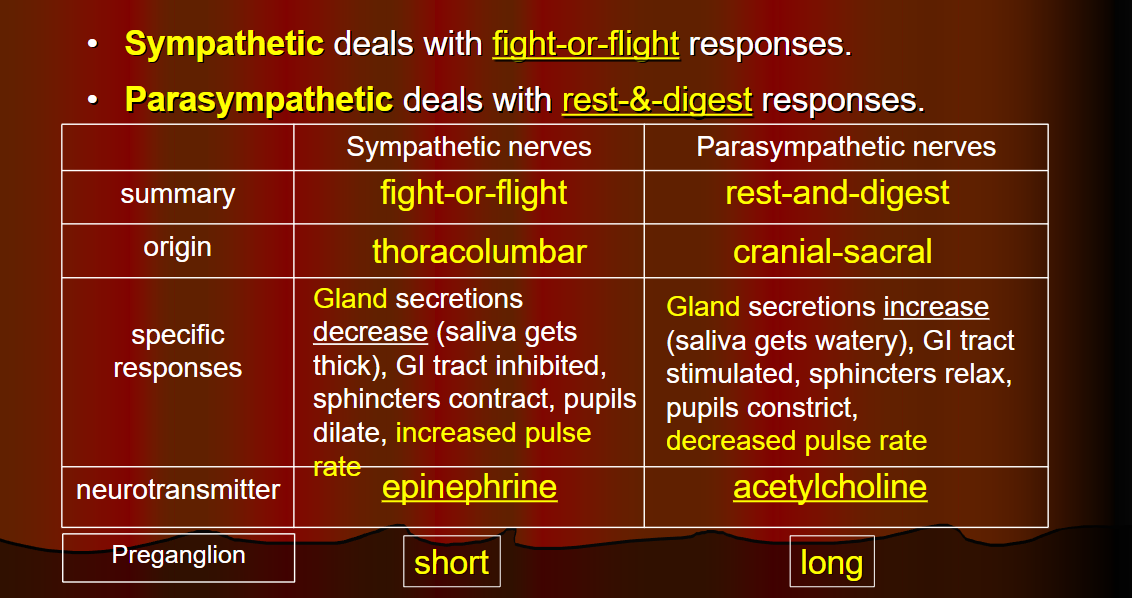 <p>Sympathetic vs Parasympathetic comparison</p>