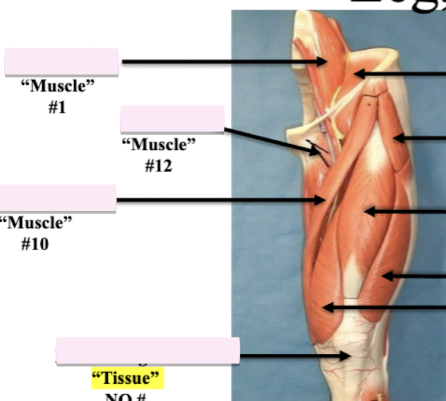 <p>Label muscle #10 </p>