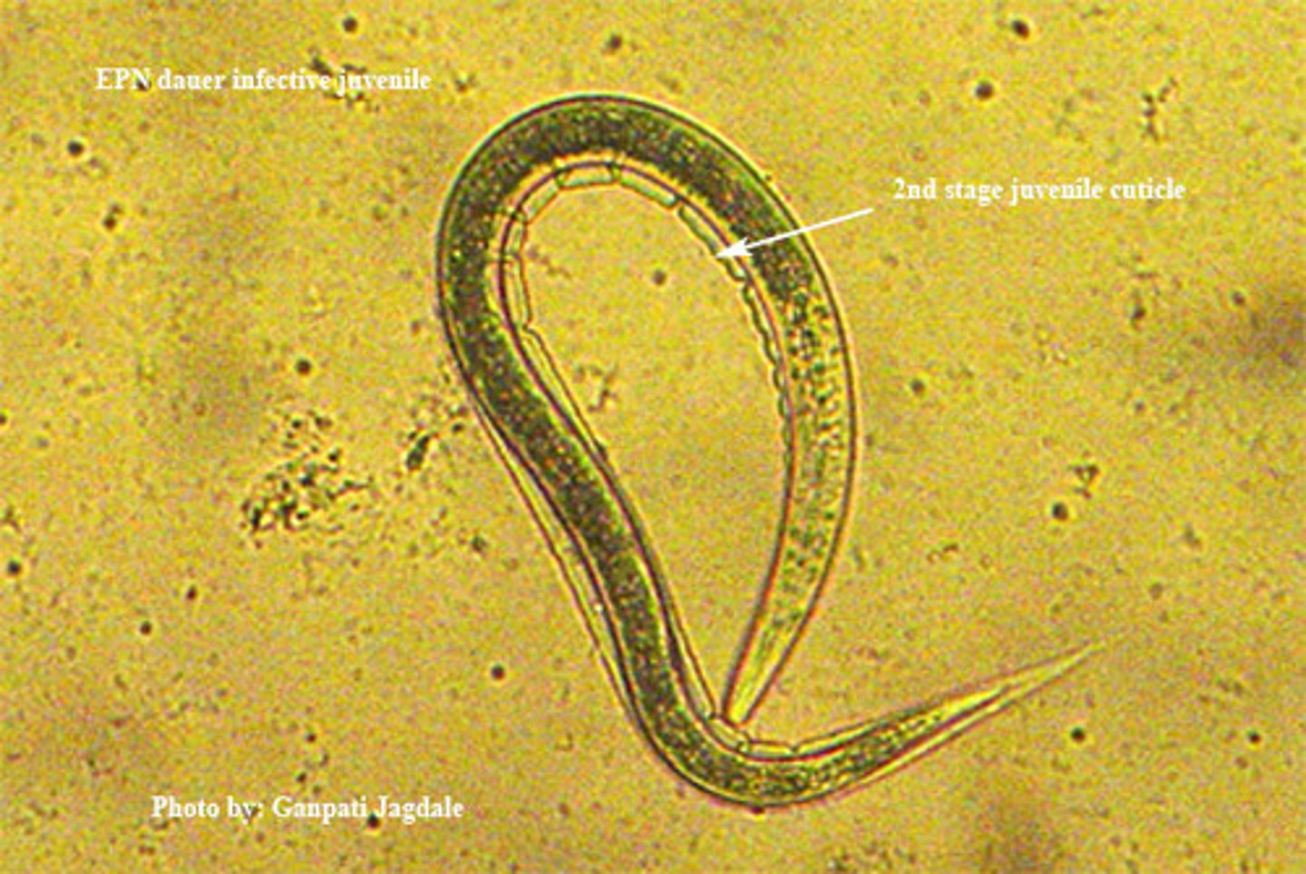 <p>nematodes that are beneficial used to control insects</p>