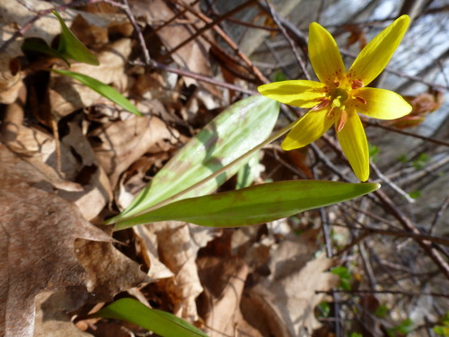 <p>What is this? Monocot or dicot?</p>
